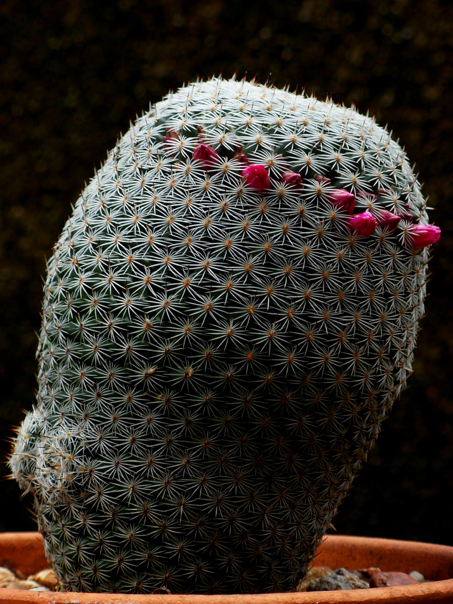Mammillaria haageana ssp. Conspicua